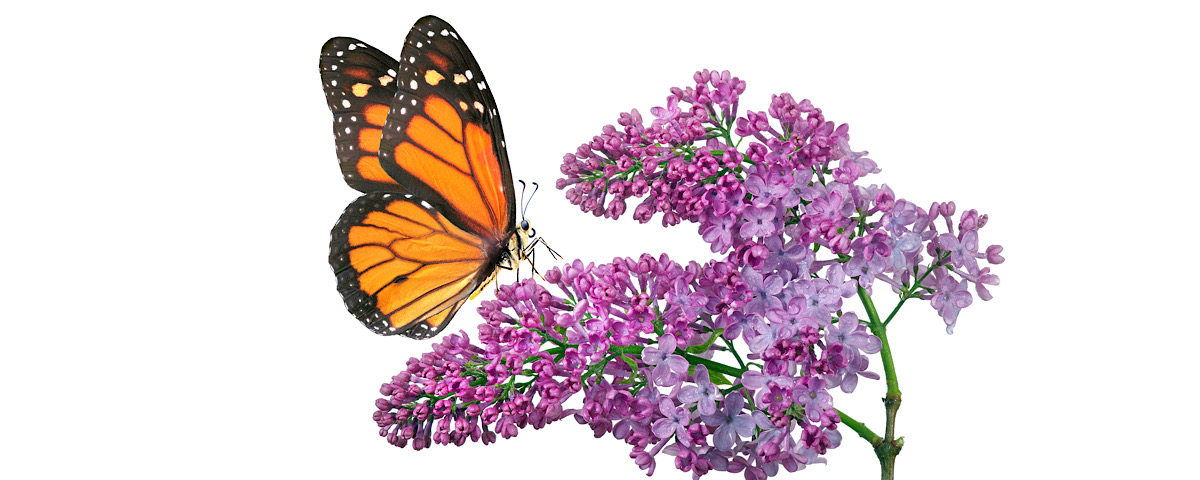 violetta e farfalla