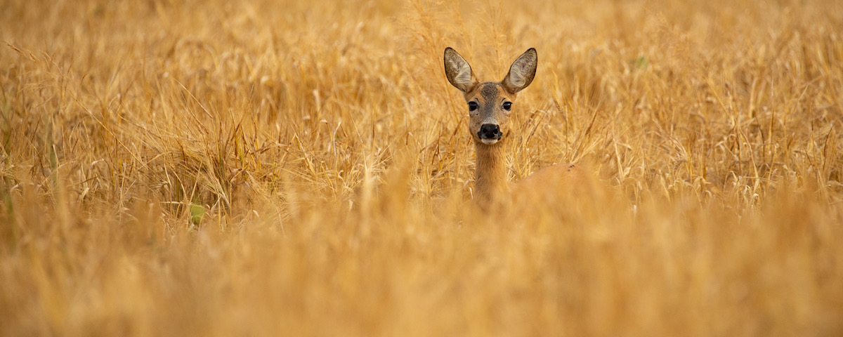 animali caccia