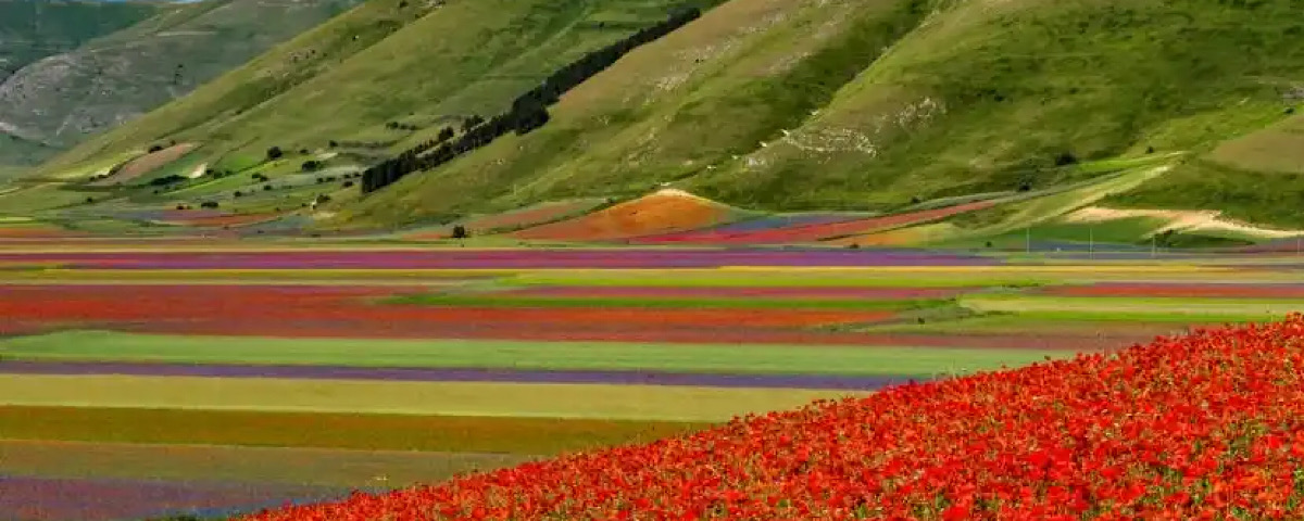 paesaggio papaveri